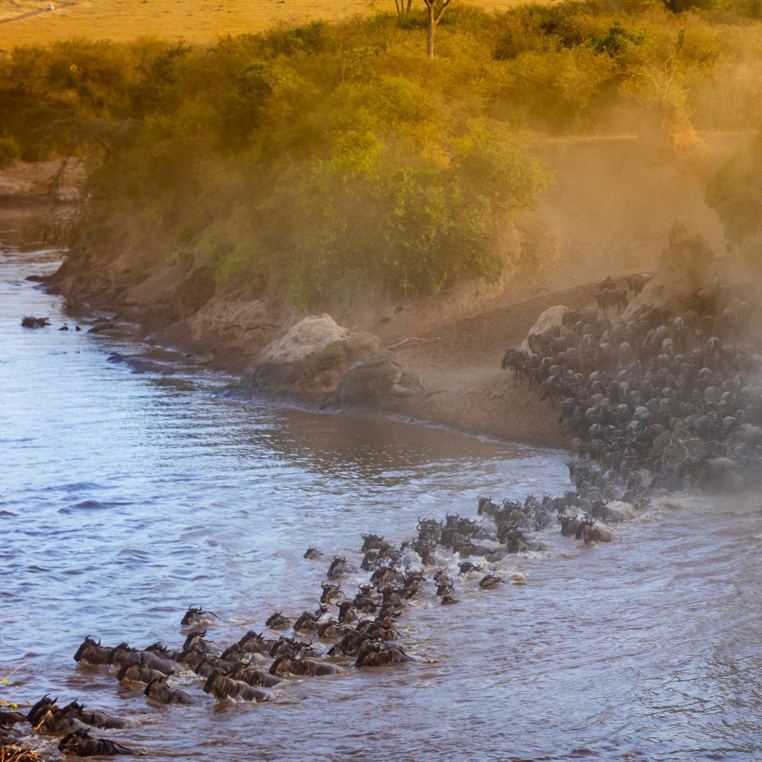 Wild Luxury in Kenya Safari