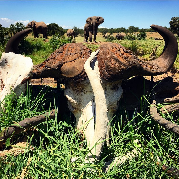 Flexi Circuit Safari