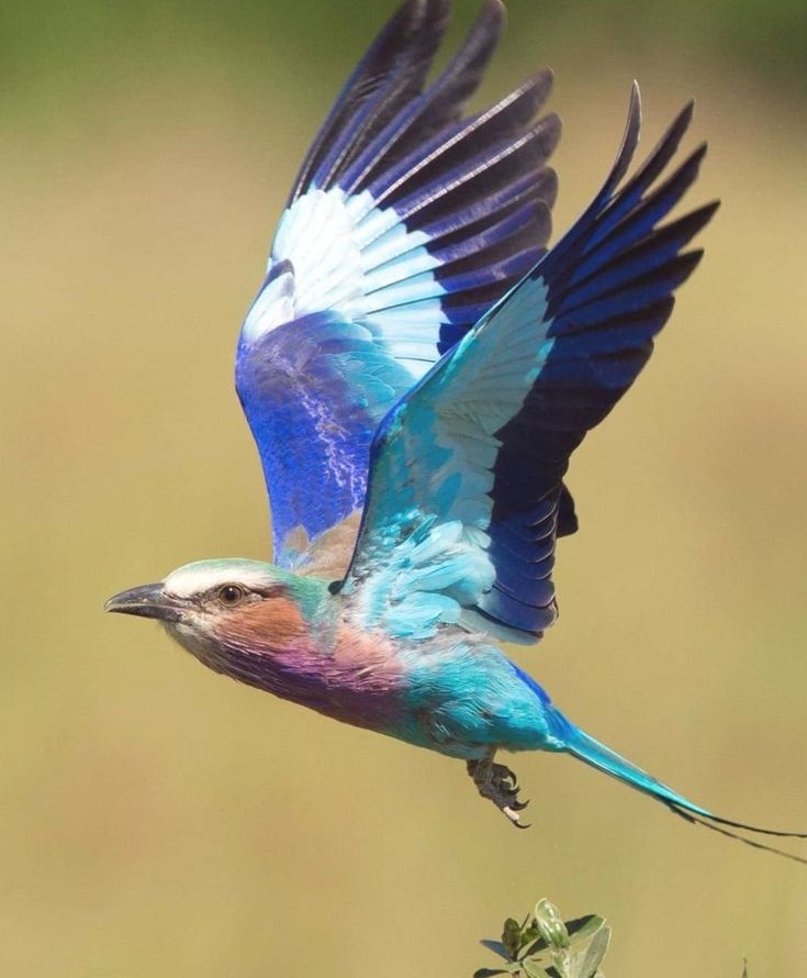 Kenya Birding safari